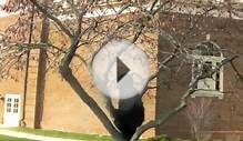 Gorilla on the loose at Miami University (OH)